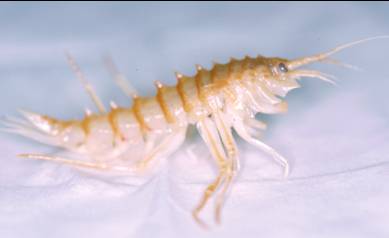 Amphipod from lateral